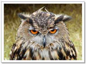 BD0015 - Angry Owl