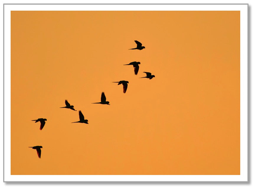 SY0001 - Birds in Orange Sky
