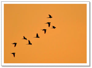 SY0001 - Birds in Orange Sky