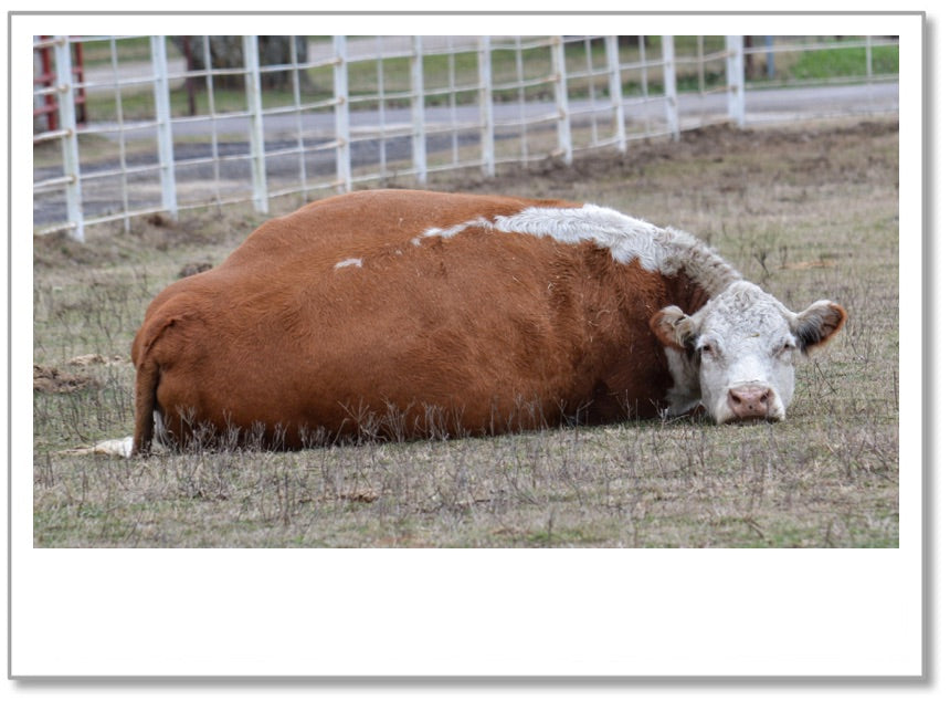 BD0023 - Cow Resting