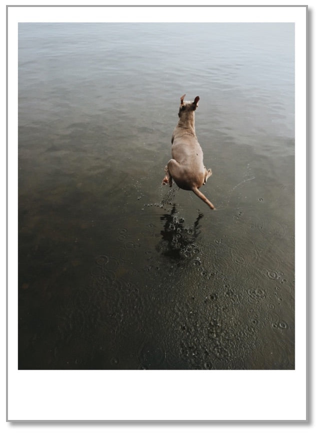 BD0026 - Dog Jumping in Lake