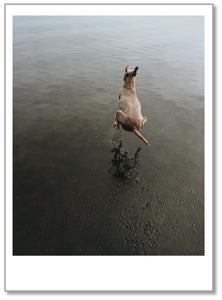 BD0026 - Dog Jumping in Lake