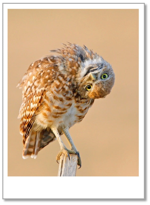 BD0033 - Burrowing Owl