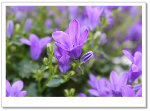 TY0005 - Purple Flowers