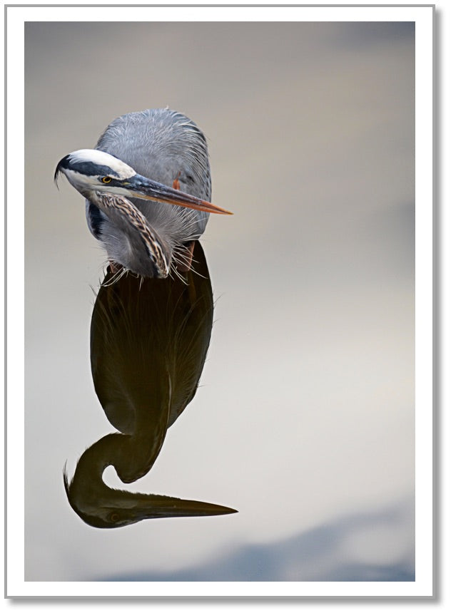 FR0006 - Blue Heron Fishing